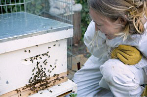 Nao with a hive