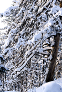 Snow covered trees