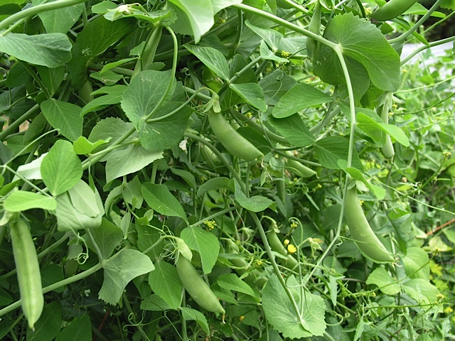 P1012476